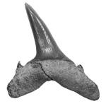 Dent de requins fossilisée (carcharias acutissimus)